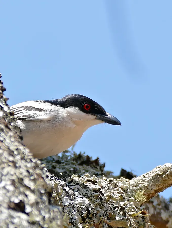 File:Black-backed Puffback (Dryoscopus cubla) male (32316083961).jpg