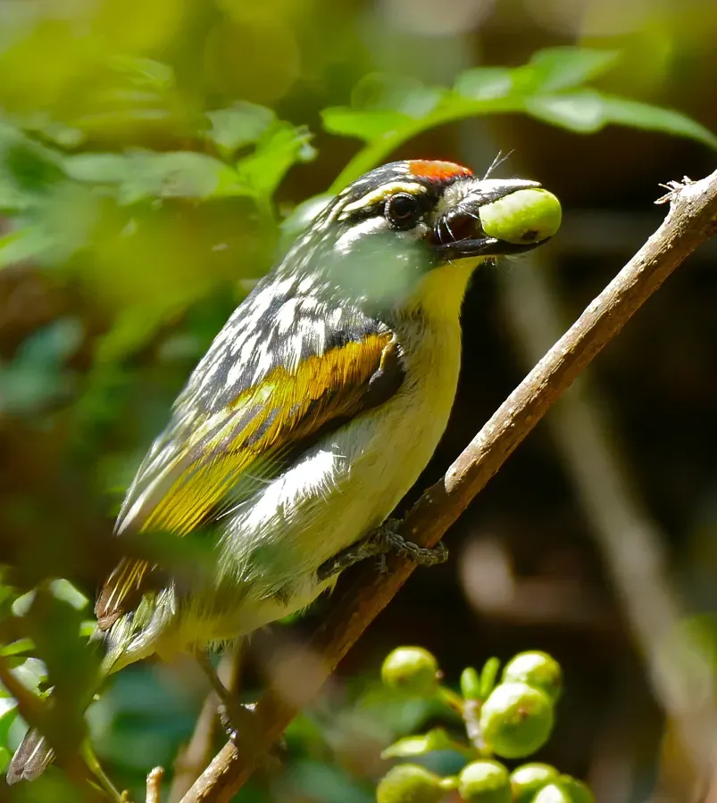 File:Red-fronted Tinkerbird (Pogoniulus pusillus) eating green fruit ... (32285048272).jpg