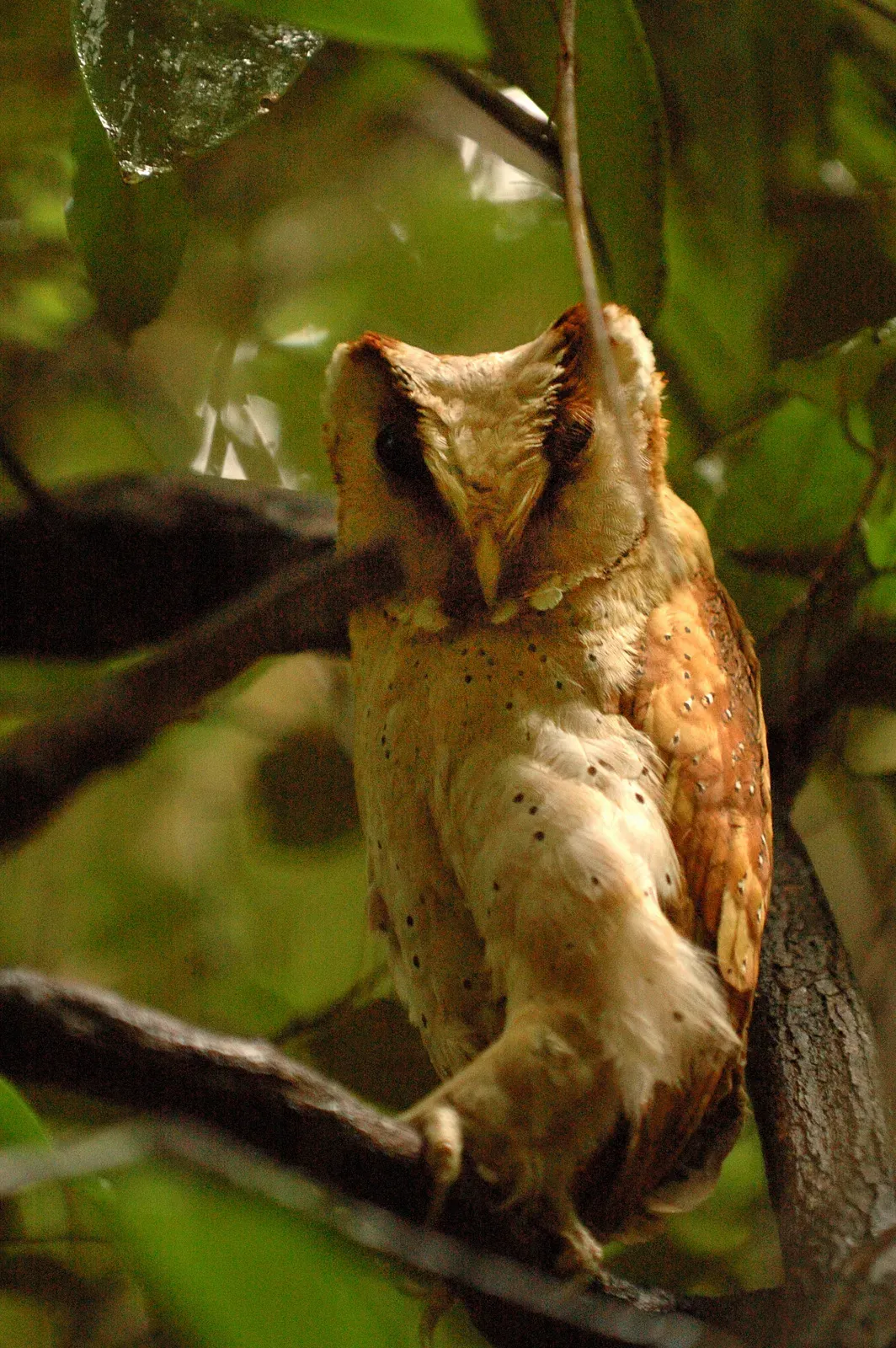 File:Sri Lanka Bay Owl (Phodilus assimilis), Topslip, Western Ghats, Tamil Nadu 1.jpg