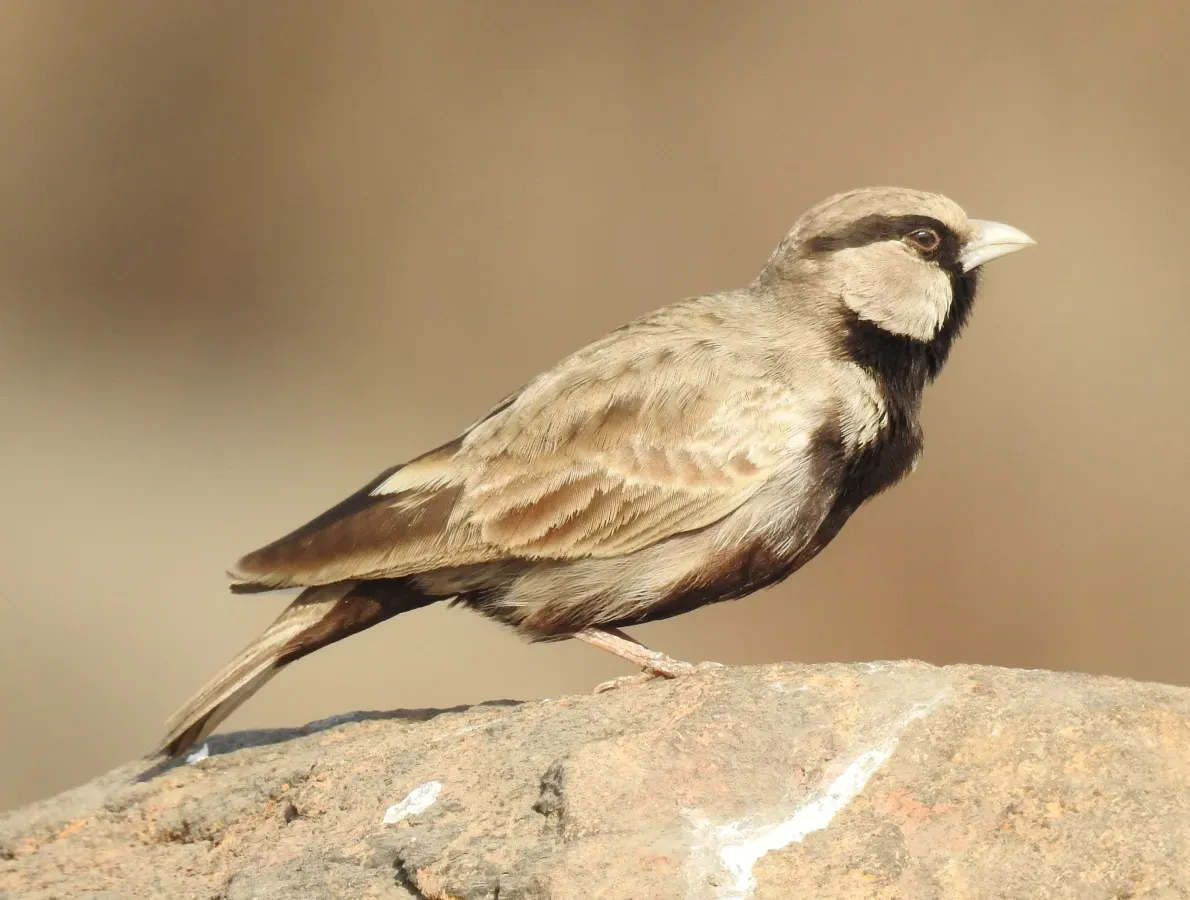 File:Ashy-crowned Sparrow Lark Eremopterix griseus by Dr. Raju Kasambe DSCN1991 (1).jpg