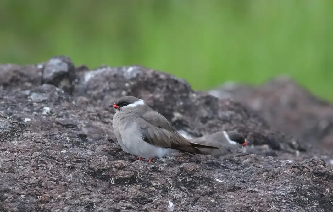 File:Rock pratincole, Glareola nuchalis, at Chobe River, Kasane, Botswana (32451316281).jpg