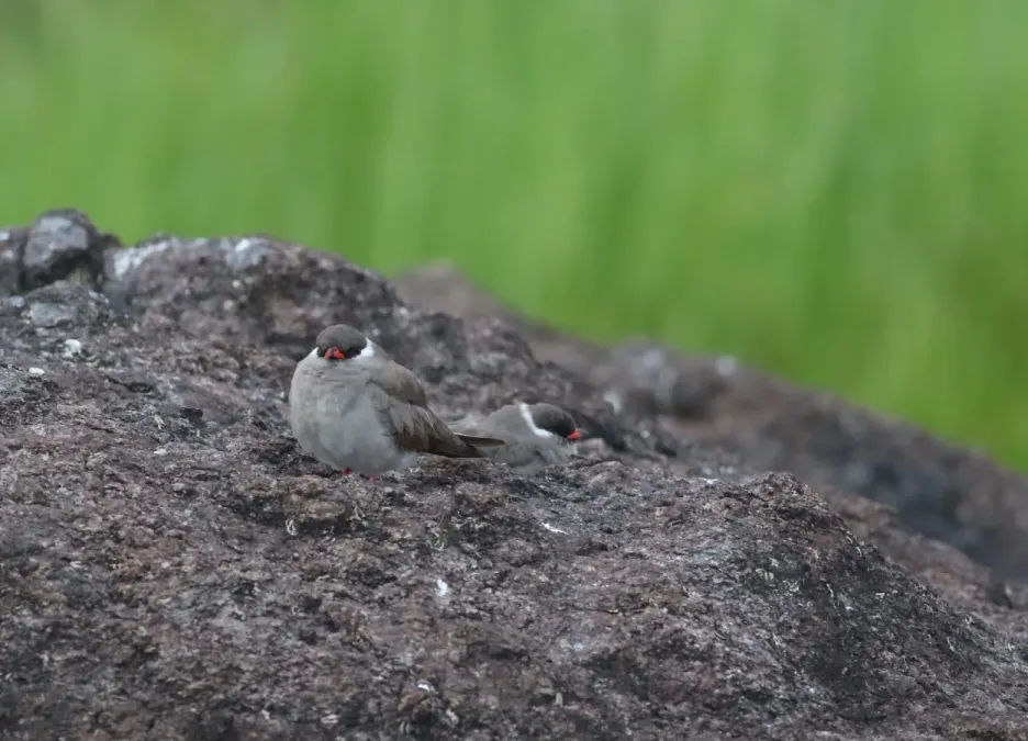 File:Rock pratincole, Glareola nuchalis, at Chobe River, Kasane, Botswana (32420877052).jpg