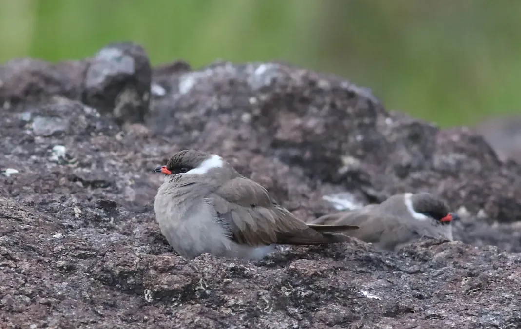 File:Rock pratincole, Glareola nuchalis, at Chobe River, Kasane, Botswana (32451329681).jpg
