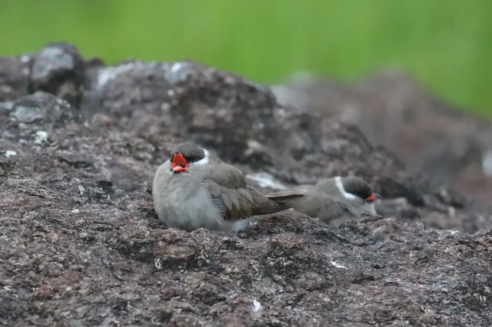 File:Rock pratincole, Glareola nuchalis, at Chobe River, Kasane, Botswana (31730029764).jpg