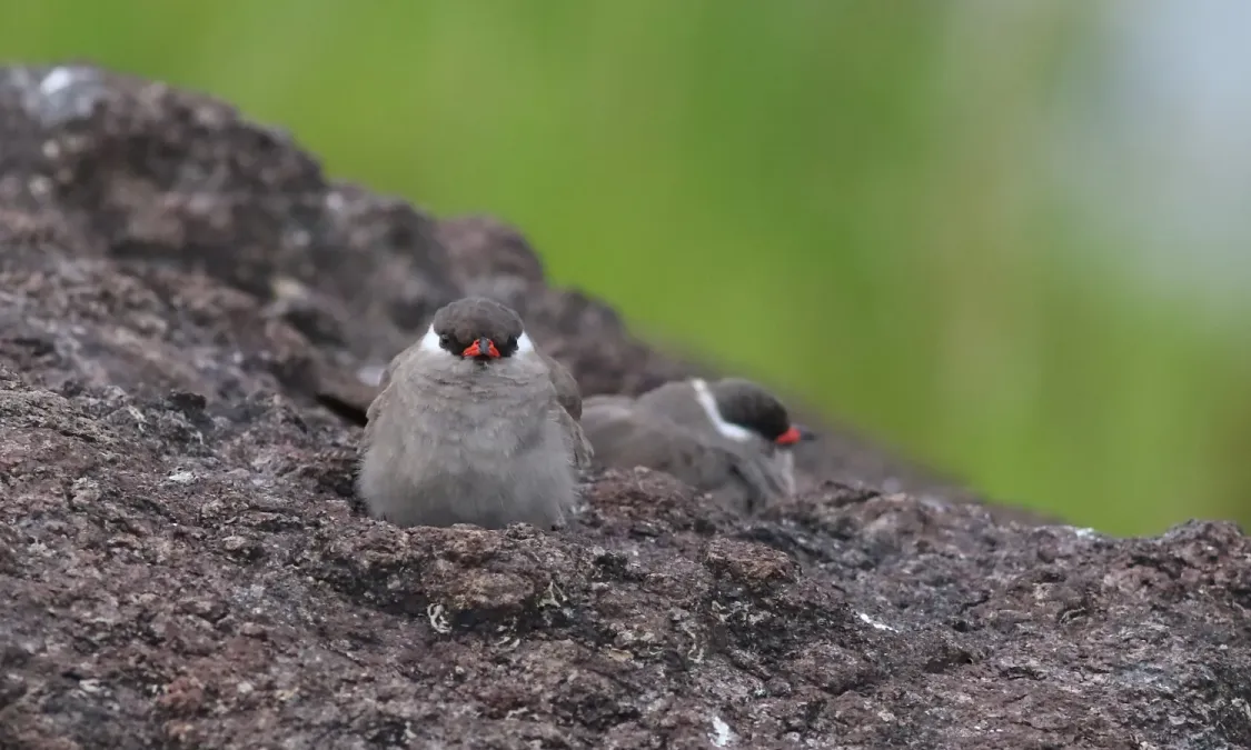 File:Rock pratincole, Glareola nuchalis, at Chobe River, Kasane, Botswana (32533070916).jpg