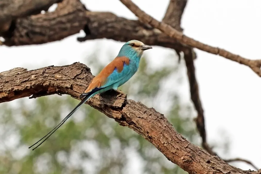File:Abyssinian roller (Coracias abyssinicus).jpg