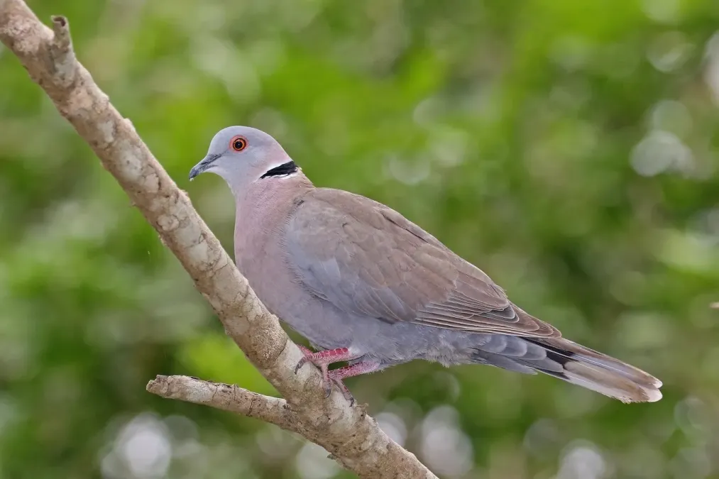 File:African mourning dove (Streptopelia decipiens shelleyi).jpg