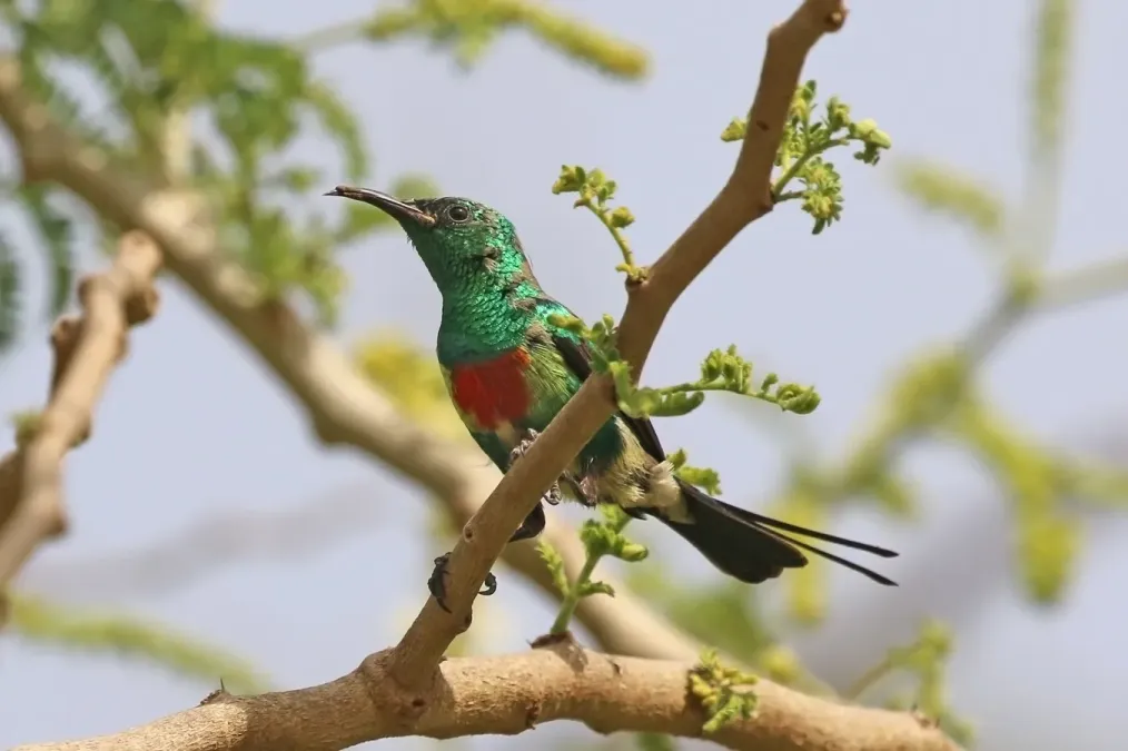 File:Beautiful sunbird (Cinnyris pulchellus pulchellus) male.jpg