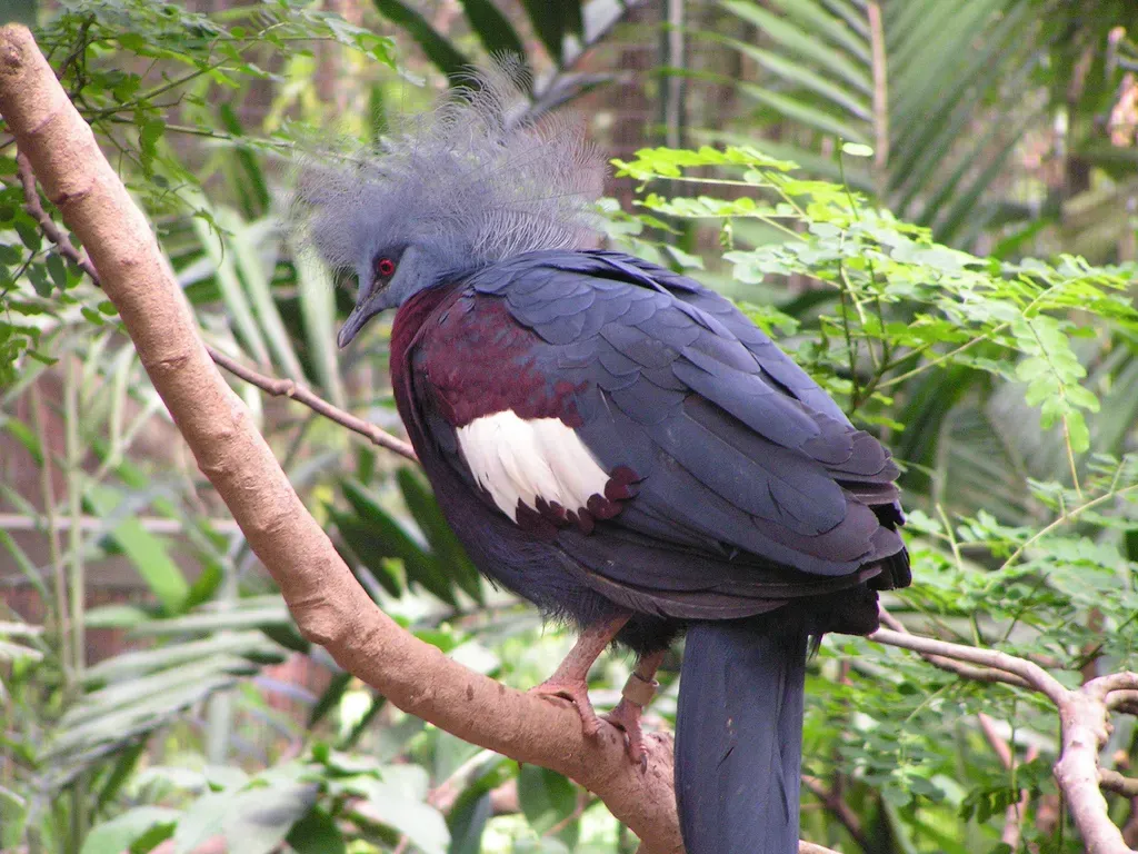 File:Goura scheepmakeri (Southern Crowned-Pigeon).jpg