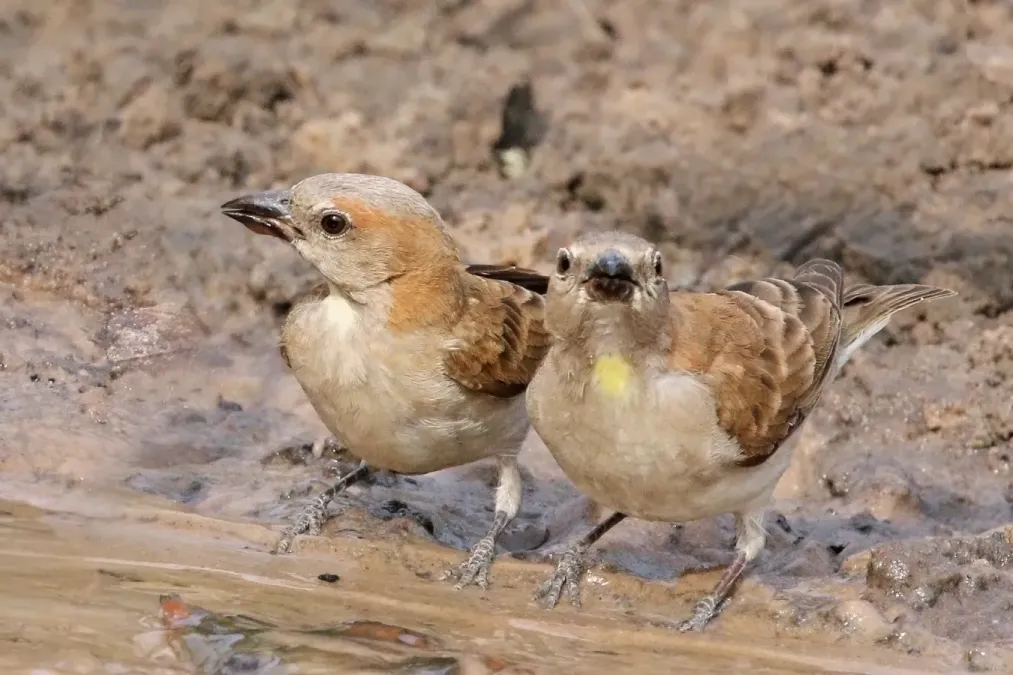 File:Bush petronia (Gymnoris dentata dentata) male.jpg