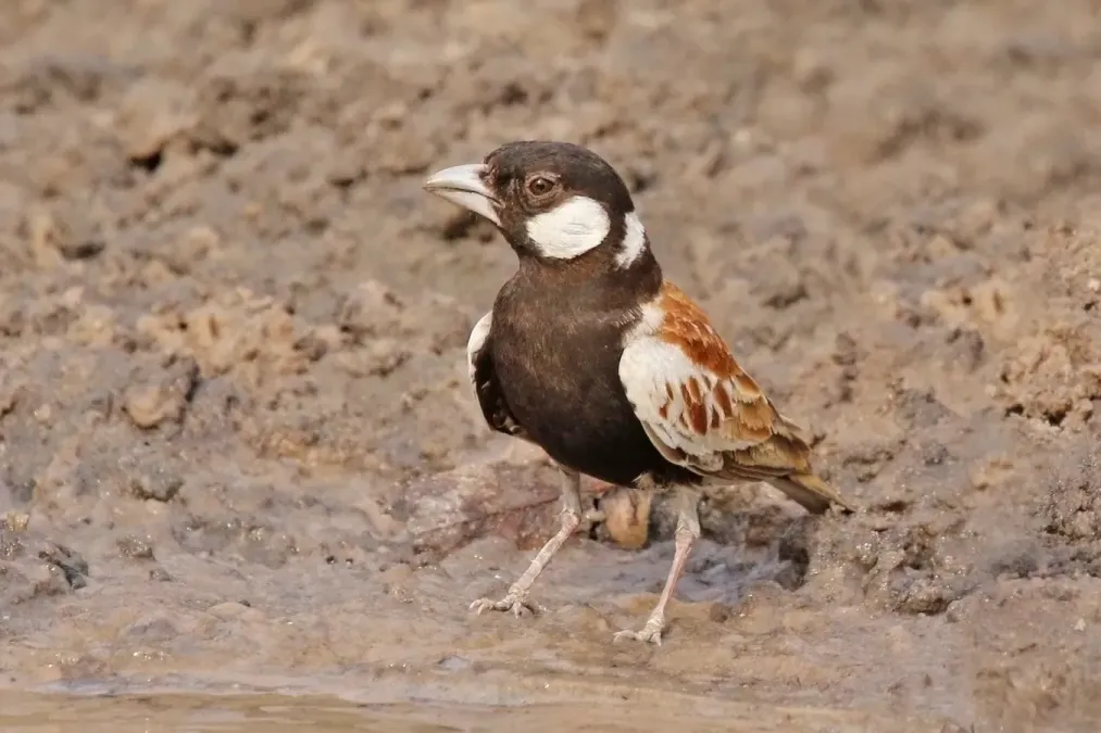 File:Chestnut-backed sparrow-lark (Eremopterix leucotis melanocephalus) male.jpg
