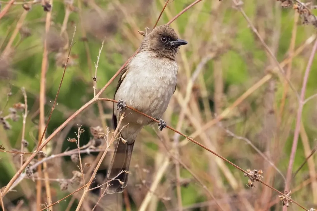 File:Common bulbul (Pycnonotus barbatus inornatus).jpg