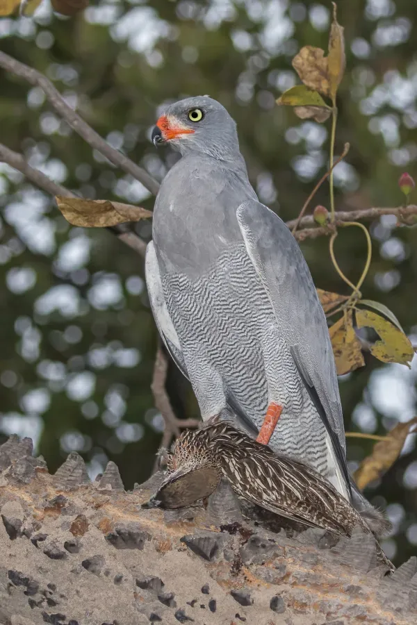 File:Dark chanting goshawk (Melierax metabates metabates) with francolin.jpg