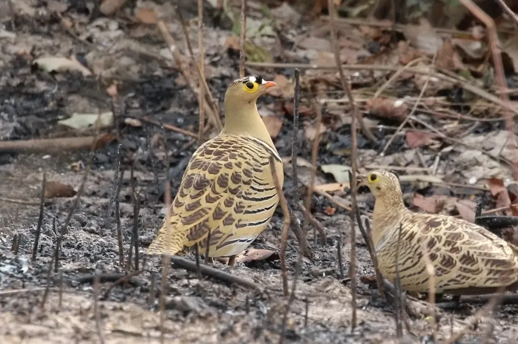 File:Four-banded sandgrouse (Pterocles quadricinctus) male.jpg