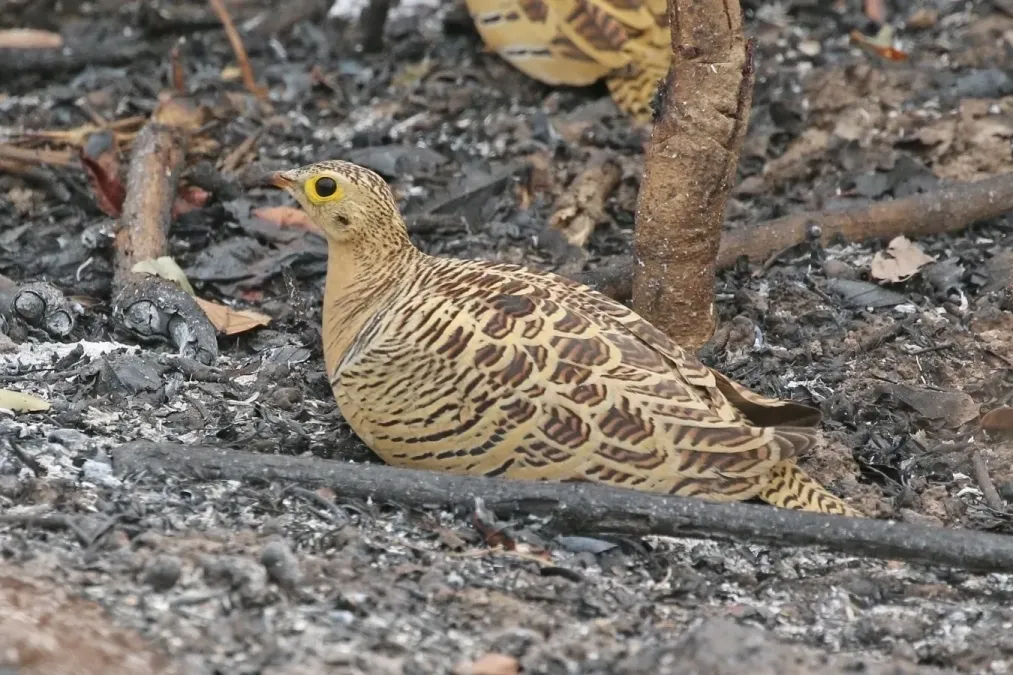 File:Four-banded sandgrouse (Pterocles quadricinctus) female.jpg