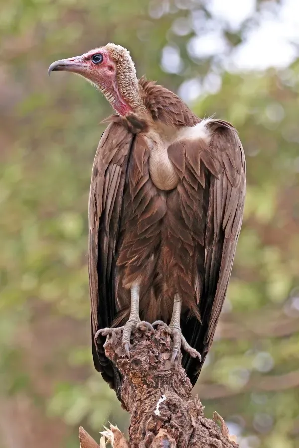 File:Hooded vulture (Necrosyrtes monachus).jpg