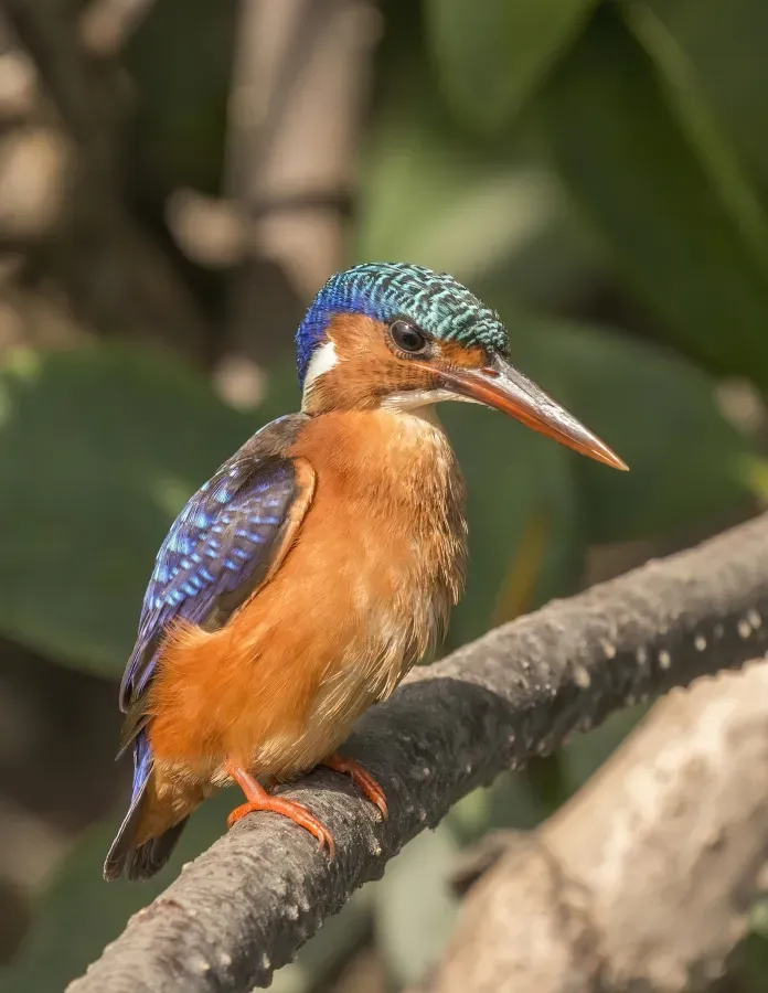 File:Malachite kingfisher (Corythornis cristatus galerita).jpg