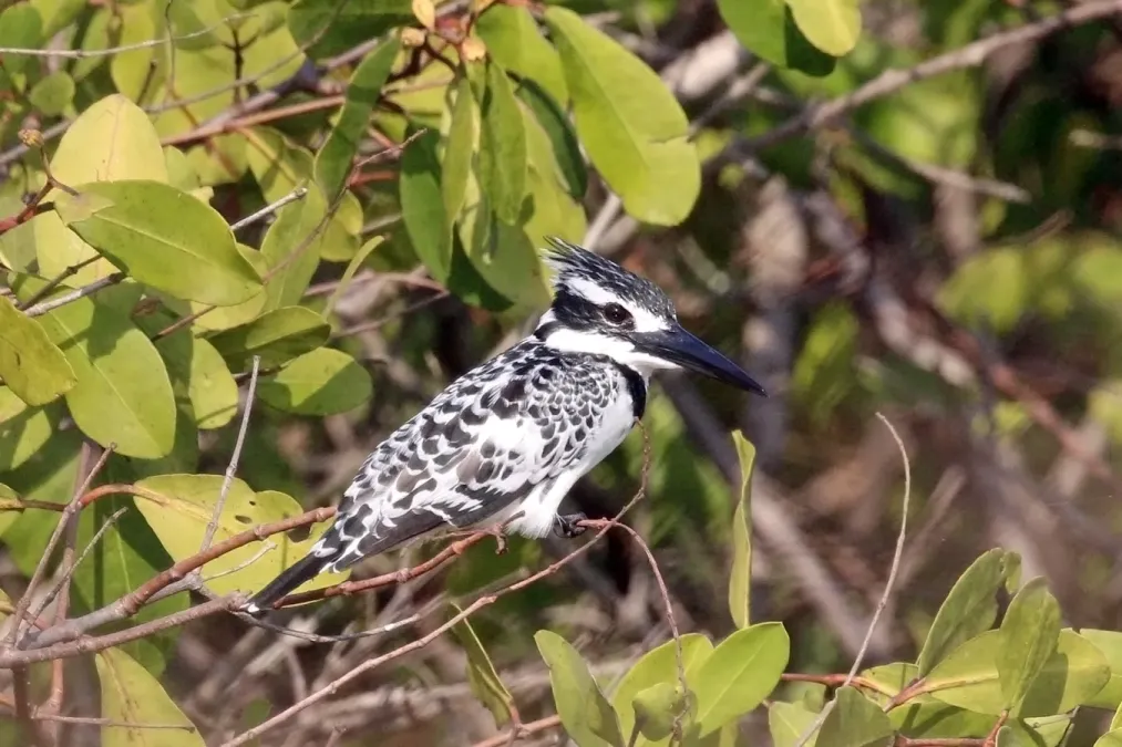 File:Pied kingfisher (Ceryle rudis rudis) female.jpg