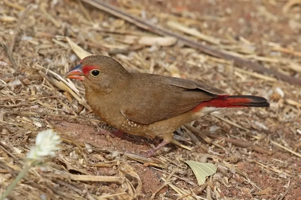 File:Red-billed firefinch (Lagonosticta senegala senegala) female.jpg