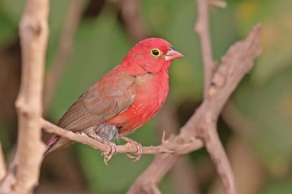 File:Red-billed firefinch (Lagonosticta senegala senegala) male.jpg