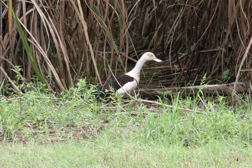 File:Radjah Shelduck - Flickr - GregTheBusker.jpg