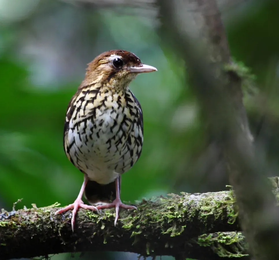 File:Chamaeza campanisona - Short-tailed anttrush.jpg