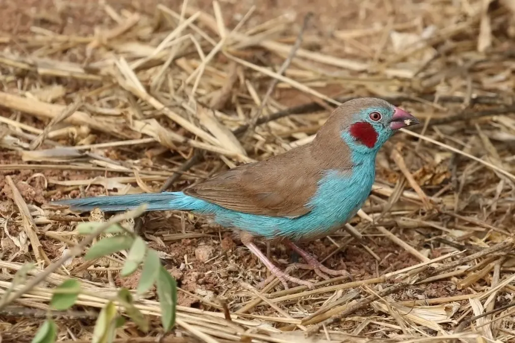 File:Red-cheeked cordon-bleu (Uraeginthus bengalus bengalus) male.jpg