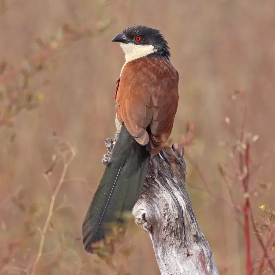 File:Senegal coucal (Centropus senegalensis senegalensis).jpg