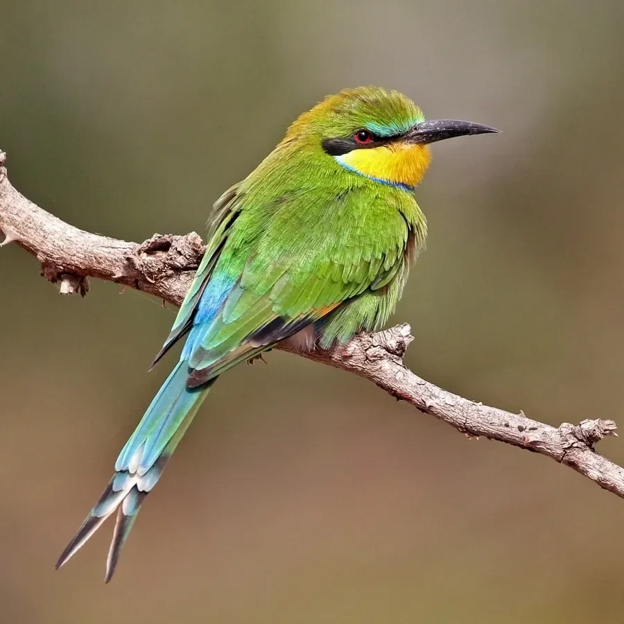 File:Swallow-tailed bee-eater (Merops hirundineus chrysolaimus).jpg