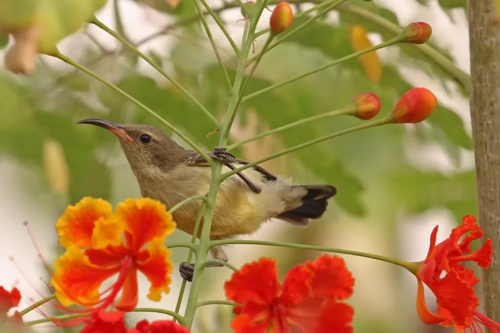 File:Variable sunbird (Cinnyris venustus venustus) female.jpg