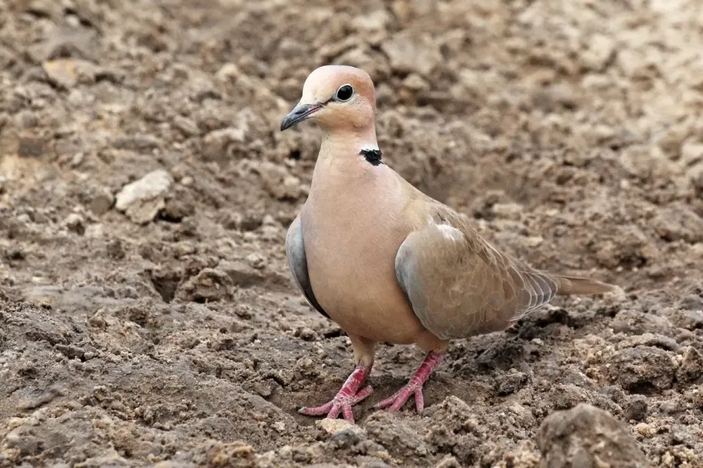 File:Vinaceous Dove (Streptopelia vinacea), Fathala Wildlife Reserve, Senegal.jpg