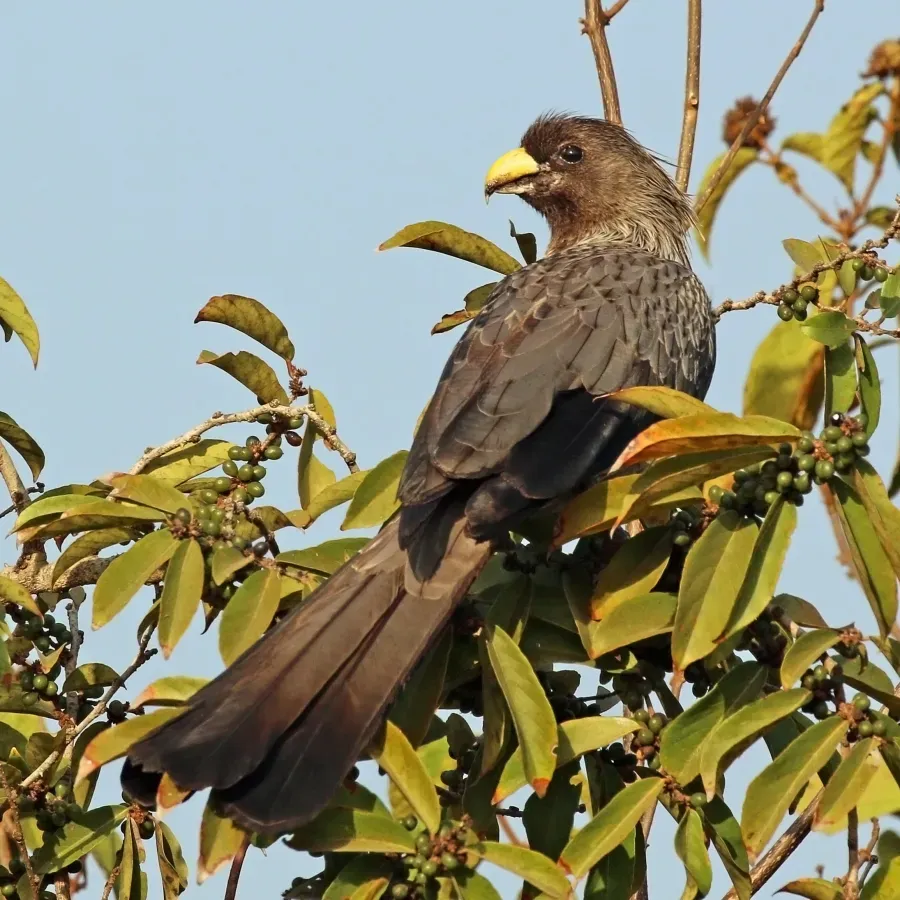 File:Western grey plantain-eater (Crinifer piscator).jpg