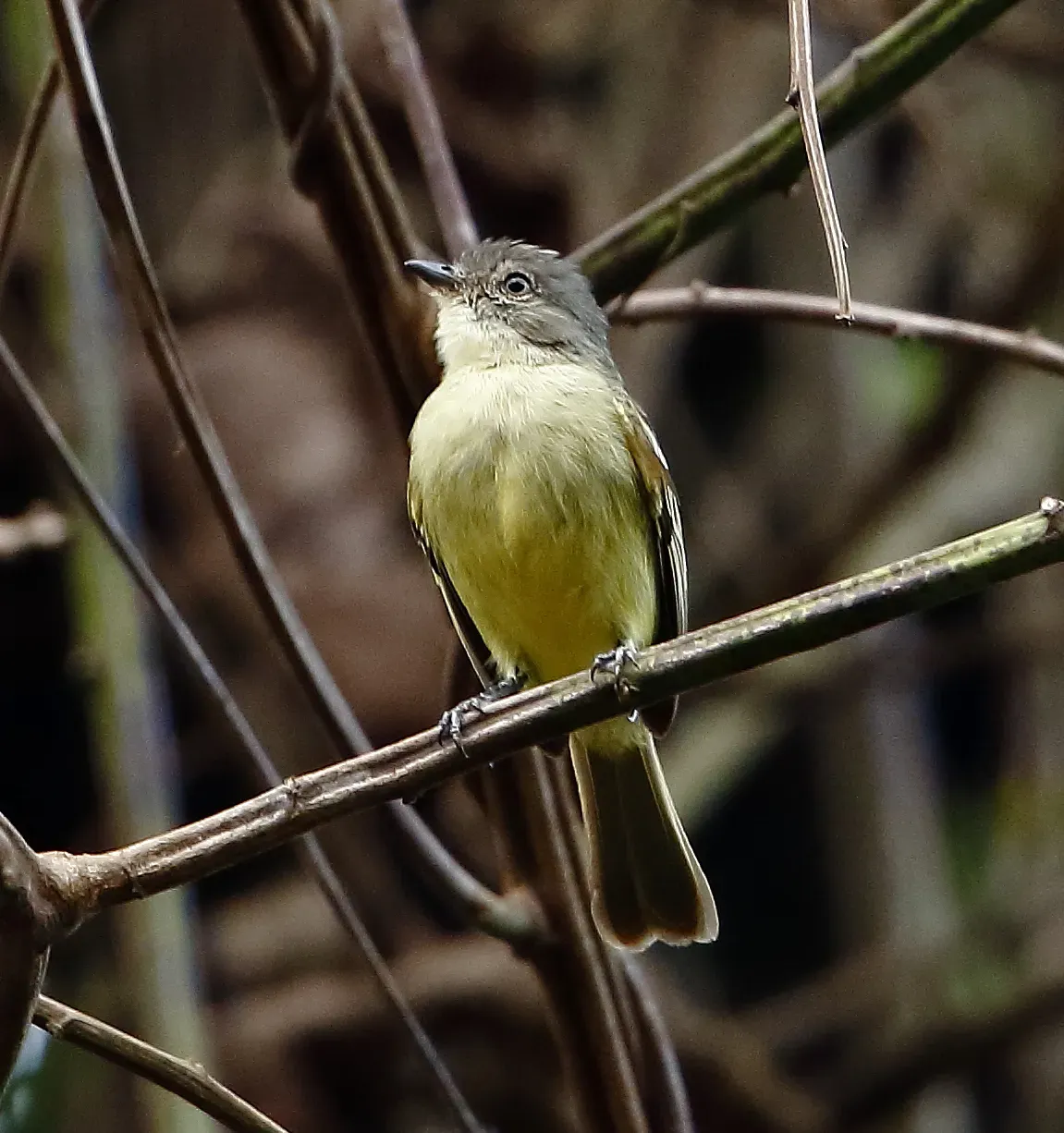File:Zimmerius acer - Guianan tyrannulet.jpg