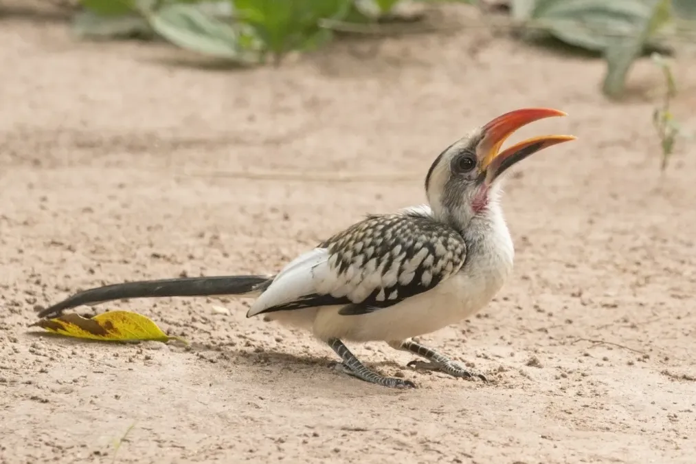 File:Western red-billed hornbill (Tockus kempi) male.jpg