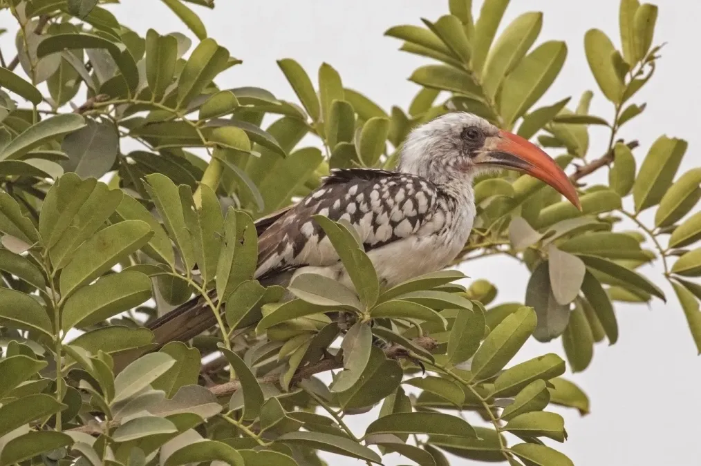 File:Western red-billed hornbill (Tockus kempi) male 2.jpg