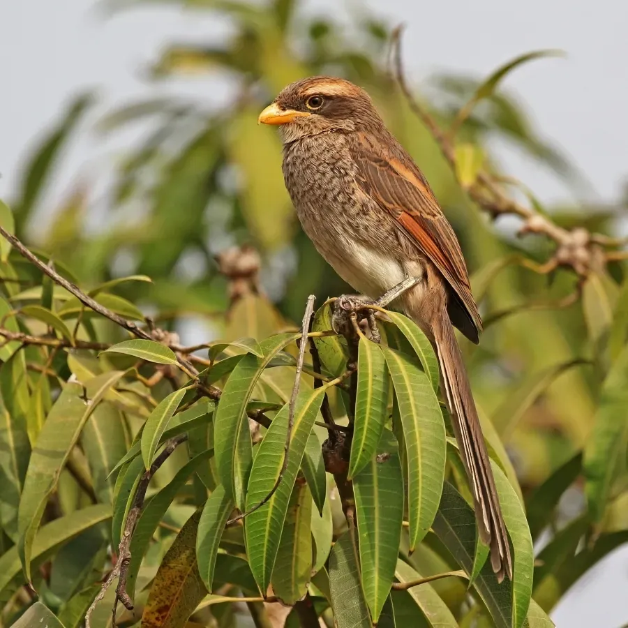 File:Yellow-billed shrike (Corvinella corvina corvina).jpg