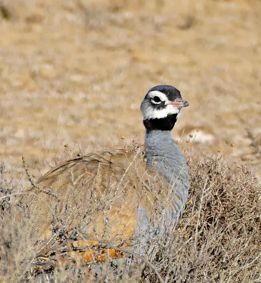 File:Blue Korhaan (Eupodotis caerulescens) male (32606576875).jpg