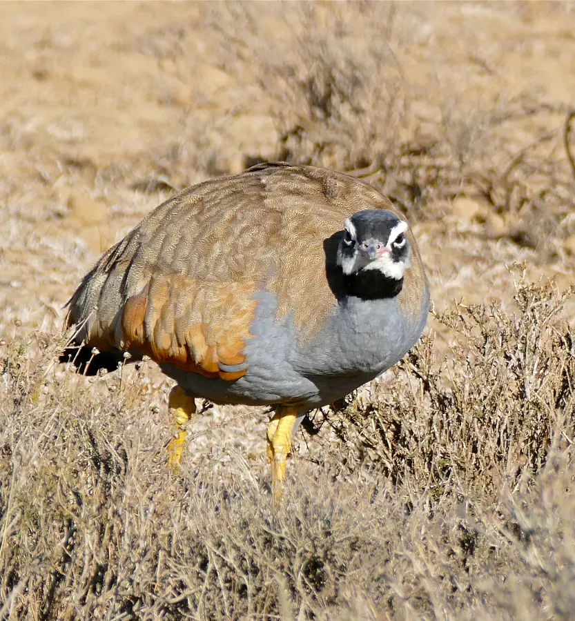 File:Blue Korhaan (Eupodotis caerulescens) male (32565955606).jpg