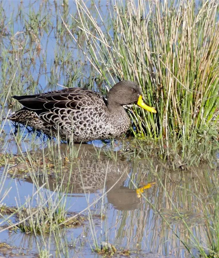 File:Yellow-billed Duck (Anas undulata) (32607147855).jpg