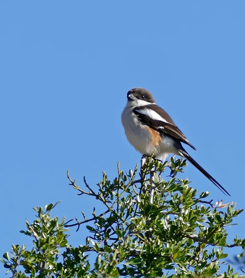 File:Southern Fiscal (Lanius collaris) female (32227989140).jpg
