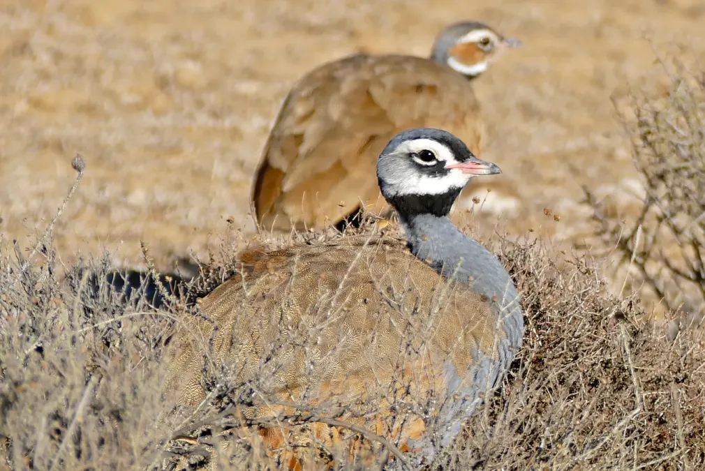 File:Blue Korhaans (Eupodotis caerulescens) couple (31762928244).jpg