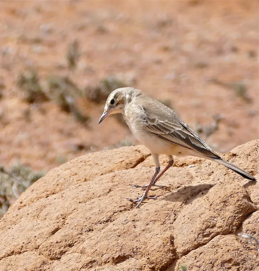 File:Buffy Pipit (Anthus vaalensis) (31778865463).jpg