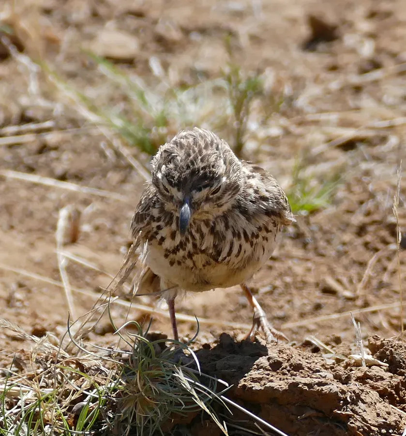 File:Large-billed Lark (Galerida magnirostris) (32531802756).jpg