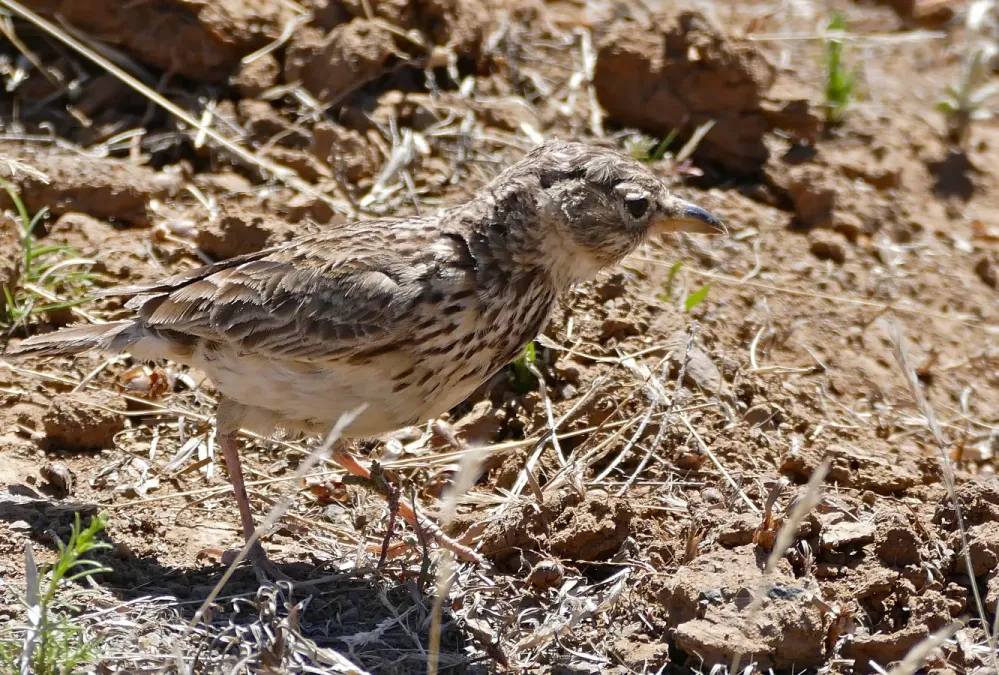 File:Large-billed Lark (Galerida magnirostris) (32419633082).jpg