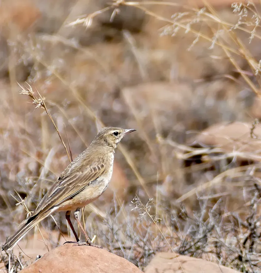 File:Buffy Pipit (Anthus vaalensis) (32193166550).jpg