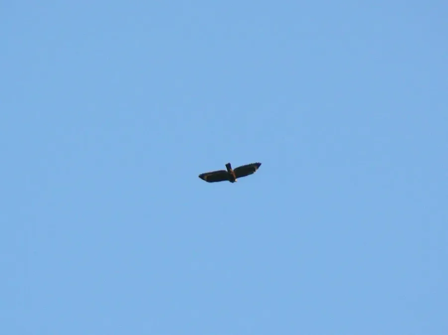 File:Spilornis holospilus - 01.jpg