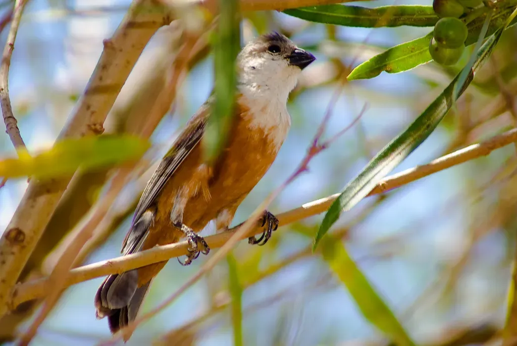 File:Sporophila palustris macho I.jpg