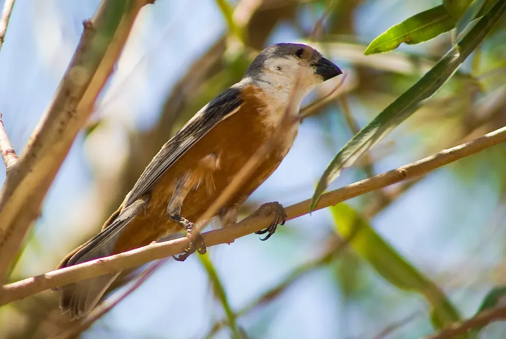 File:Sporophila palustris macho II.jpg
