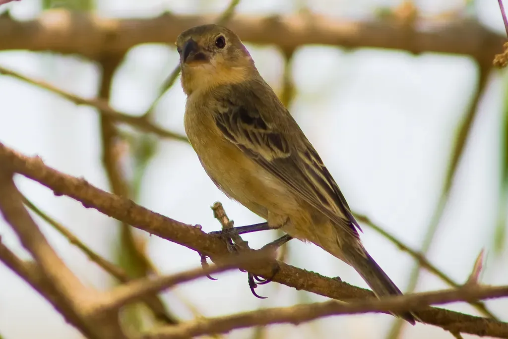File:Sporophila palustris hembra I.jpg