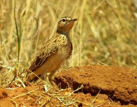 File:Certhilauda chuana, Pietersburg, Kellermann, b.jpg